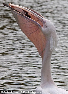 Pelican Swallows A Pigeon In London Park Seen On  www.coolpicturegallery.us