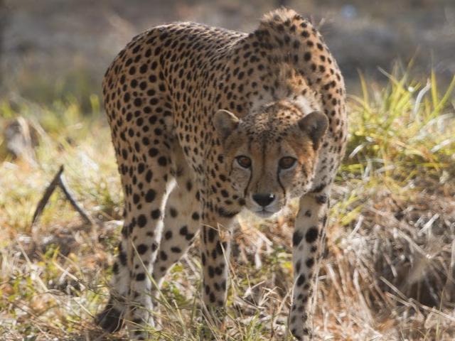 Cheetah For Kuno