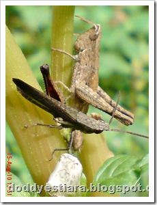 two brown grasshopper 08
