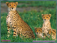 gambar cheetah