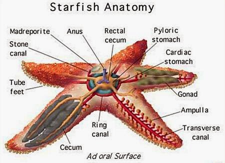 struktur umum echinodermata