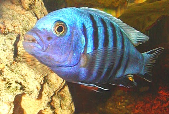 Malawi - cynotilapia afra  - samiec