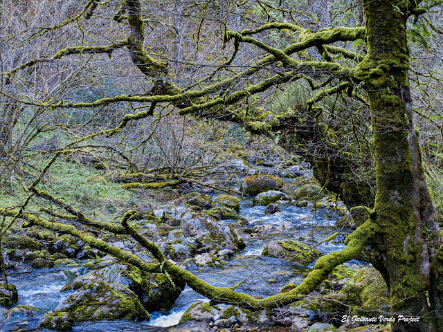 Ponga - Asturias, por El Guisante Verde Project