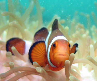 Clownfish wallpapers