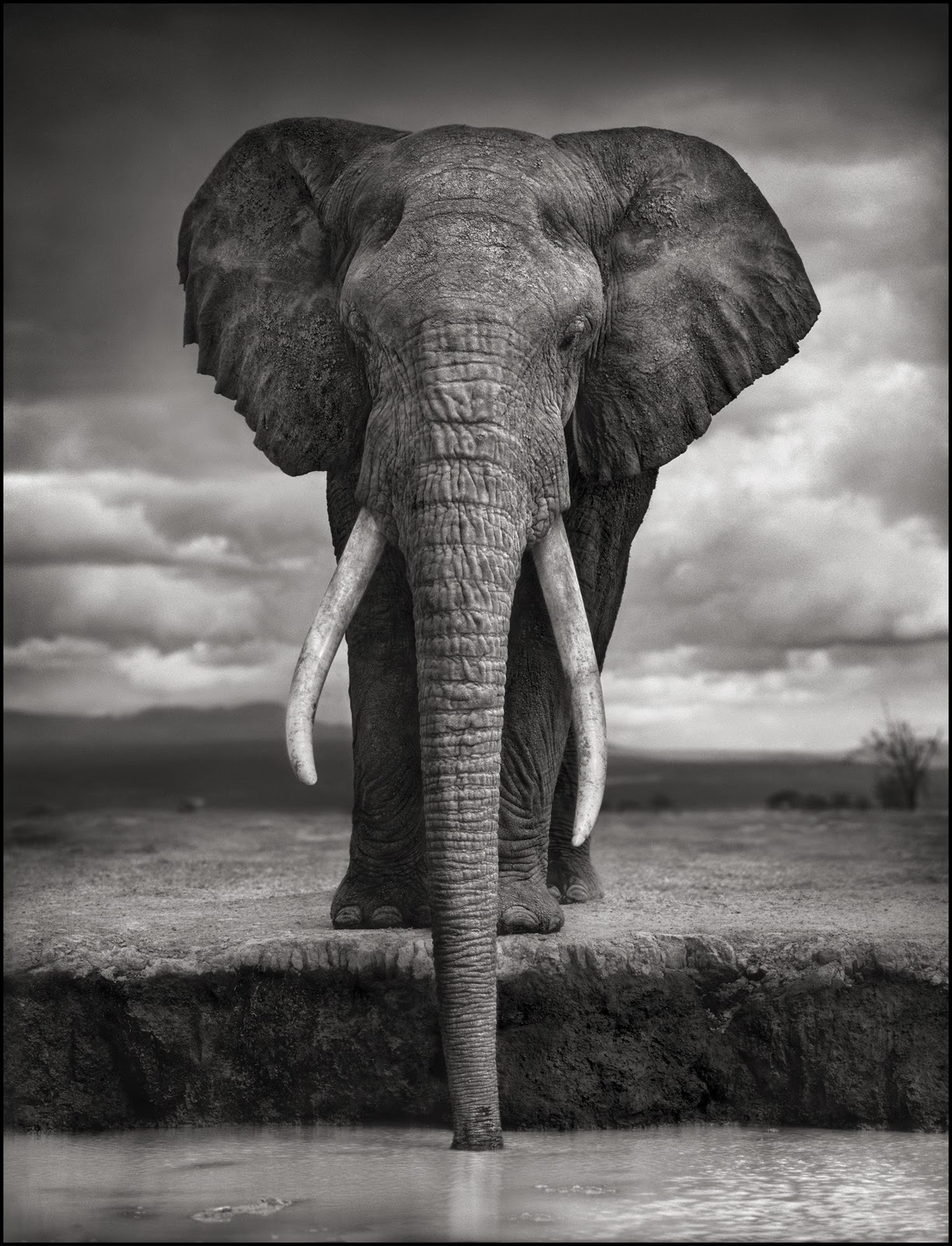 nick-brandt-wildlife-animal-black-and-white-portraits-elephant ...