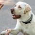 Top Tips for Safe Pet Walking in Busy Urban Areas