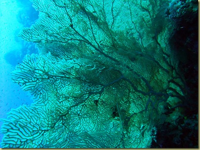 LBS Coral-002