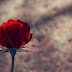 Red Rose Flowers HD Wallpaper