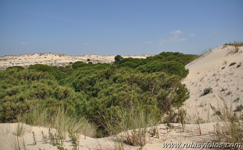 Parque Nacional de Doñana