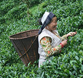 Tea planters slam bonus agitation