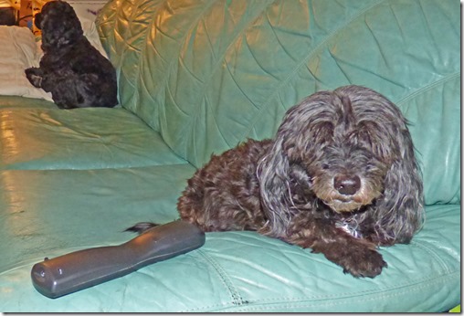 Bubba and Skruffy