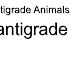 Plantigrade - Plantigrade Animals