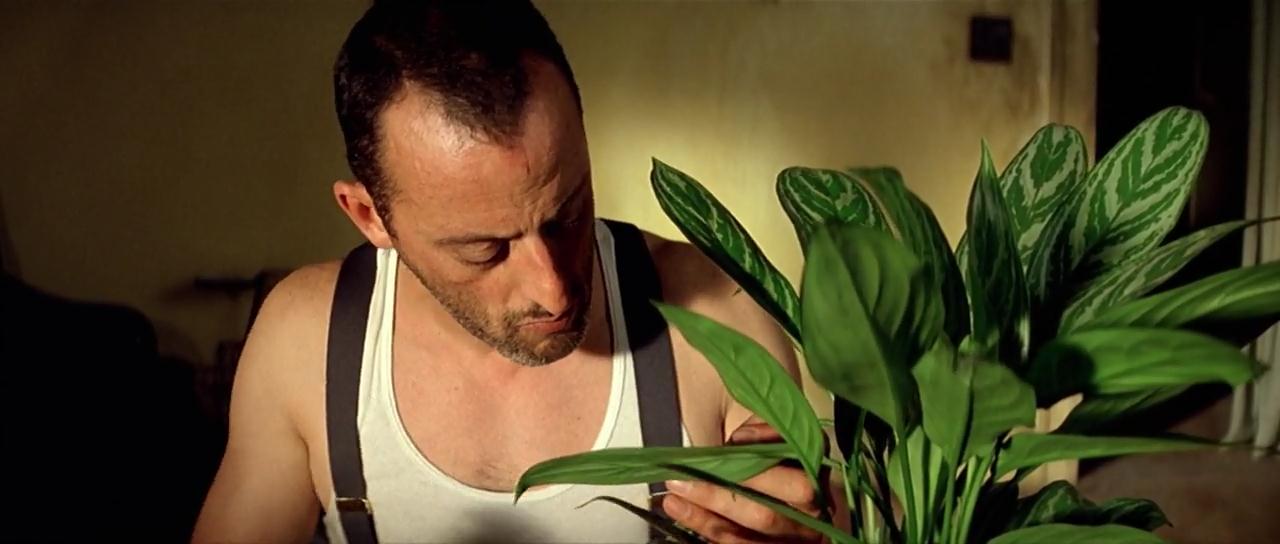 Planta Aglaonema en a películas la El Perfecto asesino