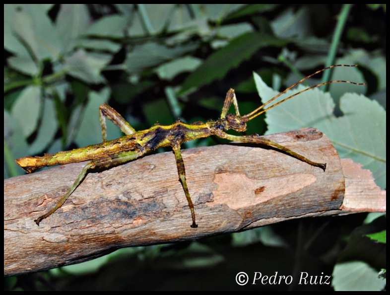 Ninfa macho L5 de Trachyaretaon carmelae, 6 cm de longitud