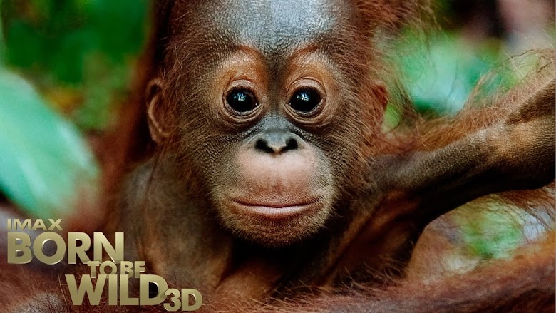 Born to Be Wild 2011 pelicula en español