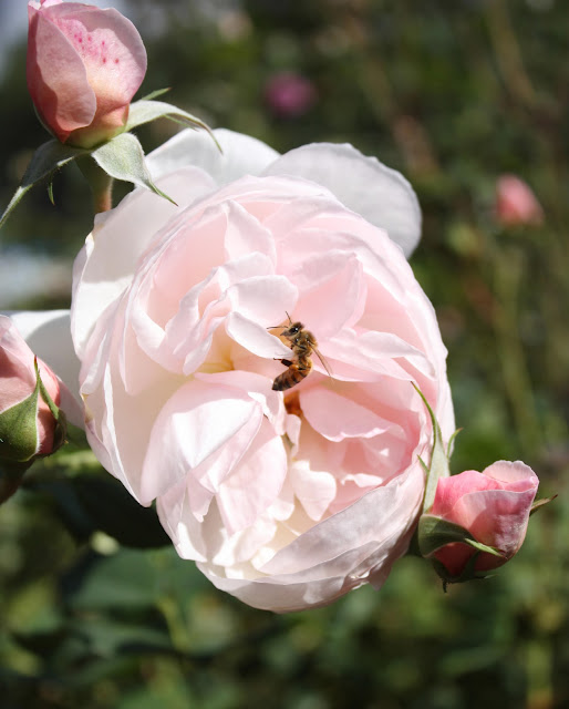 Bee and bliss, photograph, Sarah Myers, S. Myers, arte, rose, insect, art, blossom, bloom, flower, pink, petals, honey, English Rose, plant, floral, animal