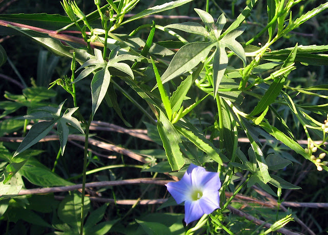 Hojas lobuladas de Ipomoea barbatisepala