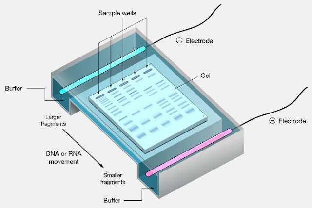 apa yang dimaksud dengan elektroforesis