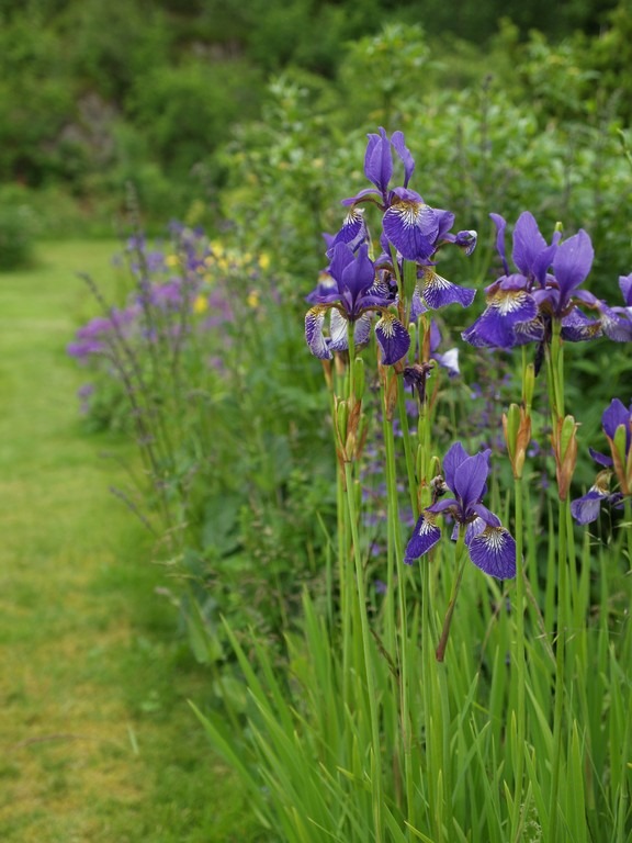 2015-06-28 Hagen på Møll (9)