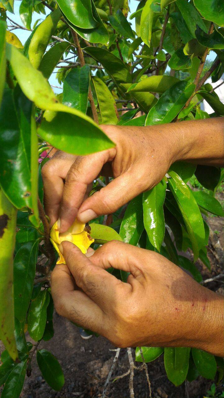  Bunga Durian  Belanda tidak menjadi 