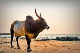 10,800 will be provided to encourage farmers to raise cattle - State Government