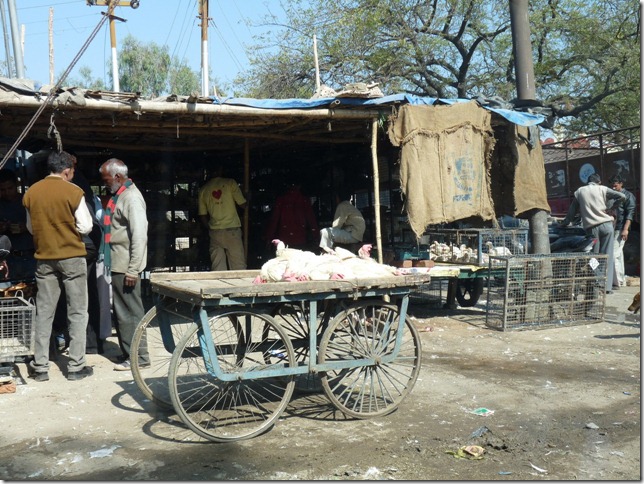 2008.12_india_1386