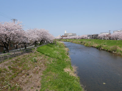 伏見川　お花見