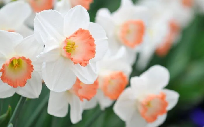 Flor-Narciso-com-tons-de-laranja-em-jardim