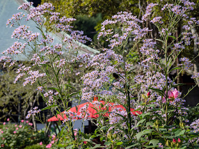 Sion (Aster tataricus) flowers: Kaizo-ji