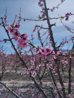 melocotoneros_cieza_murcia