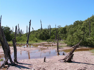 Paysages du Mexique - Celestun - forêt pétrifiée 