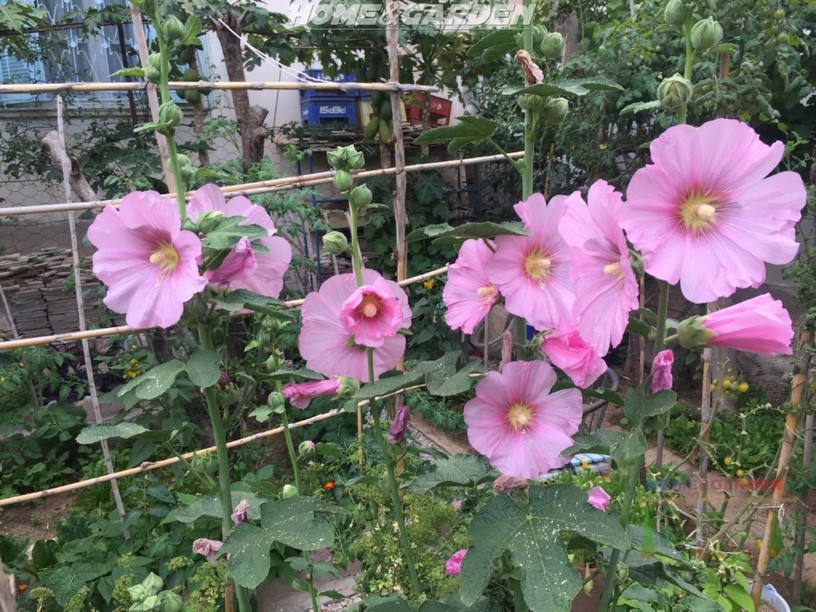 Hollyhocks are completely edible, which means that you can use them to make your garden so beautiful, but they are also perfect for creating a revitalizing tea. You have to try to grow hollyhock in your garden or backyard, because you can use this medicinal plant to help ease a few common conditions naturally and safely.
