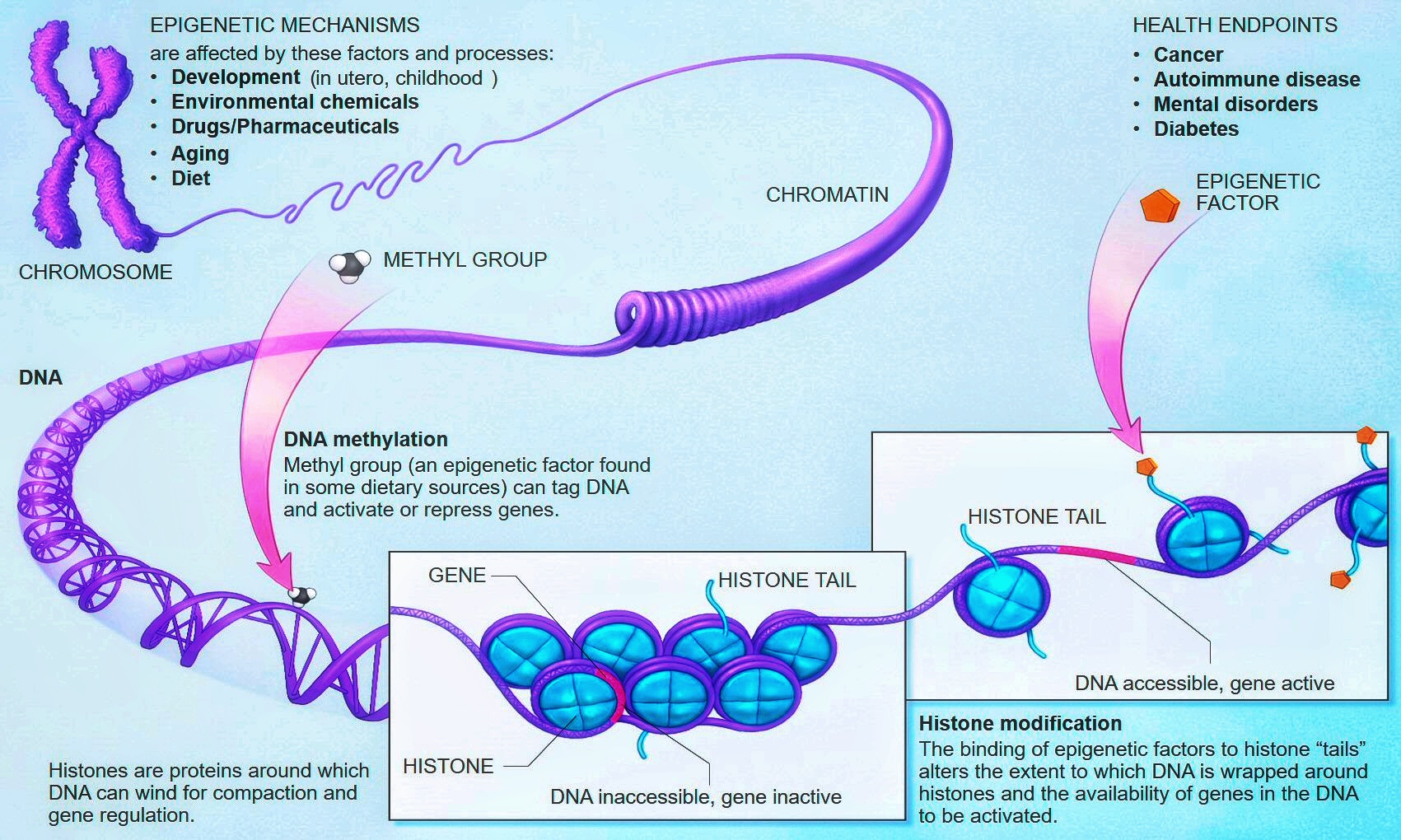 Epigenetic modifications resulting in altered gene expression may occur due to a number of biological processes