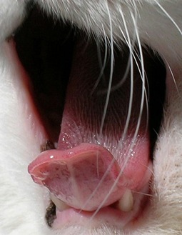 yawning cat