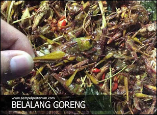 Belalang goreng sedap dan kaya akan gizi