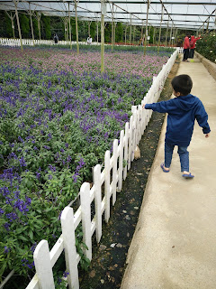 Lavender Farm dalam Strawberry Farm