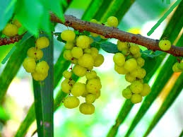 Effective Drinks to Manage Hypertension Naturally