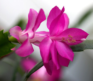 Cactus de Noël - Schlumbergera x buckleyi