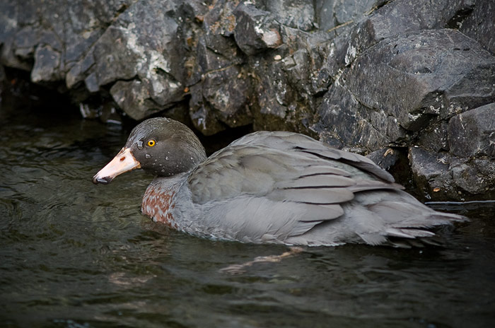 Whio swimming