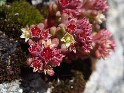 Sedum atratum - Dark stonecrop care and culture