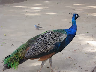 ハワイ HONOLULU ZOO 動物09