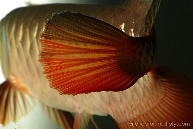 Arowana Care - How to Keep Arowana Fish Healthy