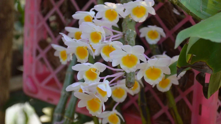 অর্কিড গাছের ছবি - অর্কিড ফুলের ছবি ডাউনলোড - Picture of orchid flower- NeotericIT.com