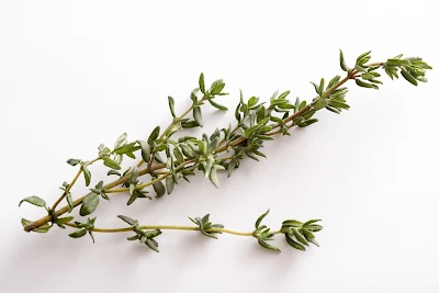 Thyme