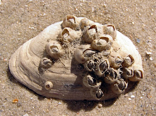 Budidaya mutiara laut