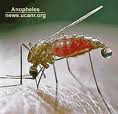Penyebab nyamuk menggigit tubuh kita,nyamuk,digigit nyamuk,vampir mungil,memburu darah