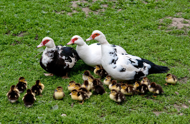 Muscovy fattening project; Feasibility of studying the project