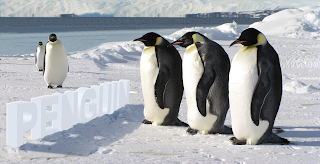 emperor penguins photoshop psd template download free peng water ice cold freeze glacier iceberg iceland frozen