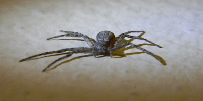 Michigan Spiders - Running Crab Spider-3