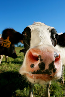 curious cow, from iStockPhoto
